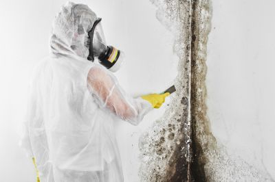 Mold Remediation Service in Jupiter, FL