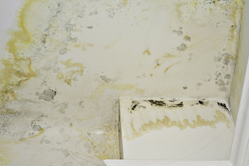 Attic Mold Remediation in West Palm Beach, FL