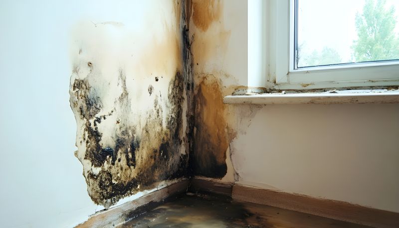 Attic Mold Removal in West Palm Beach, FL