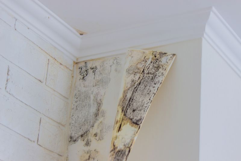 Basement Mold Remediation in Fort Worth, TX