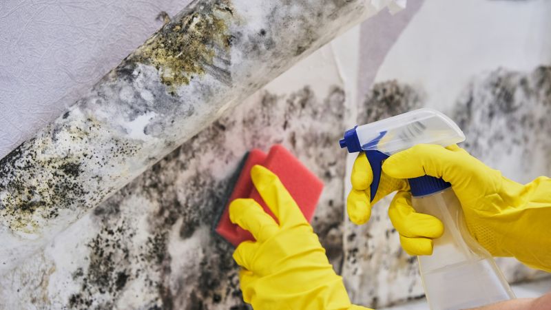 Mold Removal in Jupiter, FL