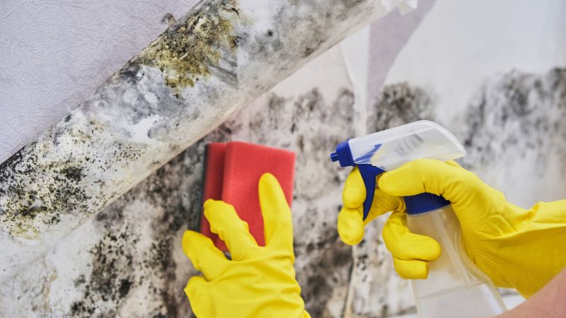 White Mold Mitigation in Jupiter, FL